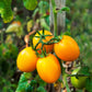 150 PLUM YELLOW TOMATO Lycopersicon Heirloom Indeterminate Fruit Vegetable Seeds