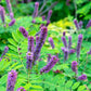 50 FRAGRANT FALSE INDIGO (Dwarf Wild Indigo) Amorpha Nana Flower Seeds