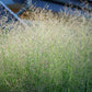 1000 SWITCHGRASS Tall Panic Switch Grass Panicum Virgatum Red Flower Seeds