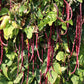 25 RED NOODLE BEAN Yard Long Asparagus Bean Chinese Phaseolus Vulgaris Legume Vegetable Seeds