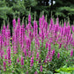 50 Mixed Colors VERONICA SIGHTSEEING MIXTURE (Spike Speedwell) Veronica Spicata Flower Seeds