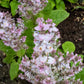 50 WHITE Swan CLARY SAGE Salvia Viridis Horminum Herb Flower Seeds