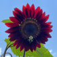 25 CHOCOLATE CHERRY SUNFLOWER Helianthus Annuus Red & Brown Flower Seeds