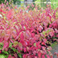 20 RED TWIG DOGWOOD American Red Osier Shrub White Flower Cornus Sericea Seeds