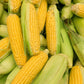 60 YELLOW CORN ' Early Xtra Sweet ' Zea Mays Vegetable Seeds