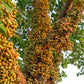 30 CLUSTER FIG Ficus Racemosa Red River Indian Guilar Tree Houseplant Seeds