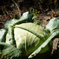 500 FLAT DUTCH Late CABBAGE Brassica Oleracea Capitata Vegetable Seeds