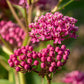 20 CINDERELLA MILKWEED Asclepias Incarnata Flower Seeds