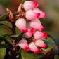 20 BEARBERRY Arctostaphylos Uva-Ursi Kinnikinnick Pinemat Manzanita Flower Seeds