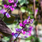 10 Ruby Moon HYACINTH BEAN Lablab Purpureus Blue Purple White Flower Ornamental Vine Seeds