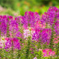100 VIOLET QUEEN CLEOME Hassleriana Cleome Spinosa Purple Spider Flower Seeds