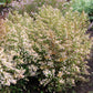 100 WHITE HEATH ASTER Prairie Ericoides Flower Seeds