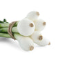 500 SOUTHPORT White Globe BUNCHING ONION Allium Cepa Vegetable Seeds