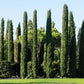 20 MEDITERRANEAN CYPRESS TREE Italian Pencil Pine Cedar Cupressus Sempervirens Stricta Seeds