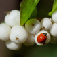 25 COMMON SNOWBERRY - WHITE Berries Pink Flowers Symphoricarpos Alba Shrub Seeds