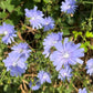1000 CHICORY (Blue Daisy / Blue Sailors / Coffeeweed / Succory) Cichorium Intybus Flower Herb Seeds