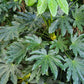 10 JAPANESE FATSI Shrub Flower Paperplant Fatsia Aralia Japonica Seeds