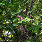 15 CHOCOLATE VINE Edible Fruit Akebia Trifoliata Flower Ornamental Climber Seeds