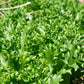 1000 SALAD KING ENDIVE Italian Chicory Greens Cichorium Endivia Vegetable Seeds