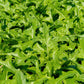 1000 SALAD KING ENDIVE Italian Chicory Greens Cichorium Endivia Vegetable Seeds