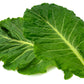 1000 PREMIER KALE Early Hanover Brassica Oleracea Greens Vegetable Seeds