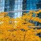 10 Thornless HONEYLOCUST Gleditsia Triacanthos Inermis Imperial Honey Locust Golden Yellow Tree Seeds