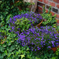 200 CRYSTAL PALACE LOBELIA Regatta Purple Blue Lobelia Erinus Flower Seeds