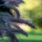 10 Dwarf BLACK FOUNTAIN GRASS Pennisetum Alopecuroides Viridescens Hardy Ornamental Seeds