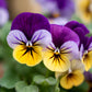 250 JOHNNY JUMP UP Helen Mount Violet Viola Tricolor Flower Seeds