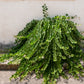 20 CAPER BUSH Edible Capers Flinders Rose Flower Capparis Spinosa Shrub Seeds