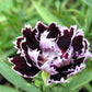 30 Black & White CHIANTI DIANTHUS Chinensis China Pink Flower Seeds