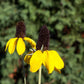 3000 CLASPING CONEFLOWER Rudbeckia Amplexicaulis Yellow Flower Seeds