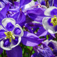 100 MIXED EUROPEAN COLUMBINE Aquilegia Flower Seeds