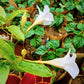 5 CHILEAN JASMINE / MANDEVILLA Laxa White Fragrant Flower Vine Seeds