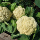 250 SNOWBALL CAULIFLOWER Brassica Oleracea Botrytis Vegetable Seeds