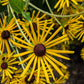 300 SWEET CONEFLOWER Rudbeckia Subtomentosa Yellow Black Eyed Susan Flower Seeds