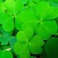 2000 MICROCLOVER Dwarf Miniature Trifolium Repens White Flower Clover Lawn Seeds