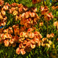 10 CHINESE FLAME TREE Koelreuteria Bipinnata Lantern Rain Yellow Pink Flower Seeds