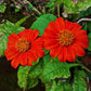 50 RED MEXICAN Torch SUNFLOWER Tithonia Rotundifolia Red Orange Flower Seeds