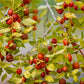 20 RED Chinese DATE TREE Edible Fruit Jujube Ziziphus Jujuba Yellow Flower Seeds