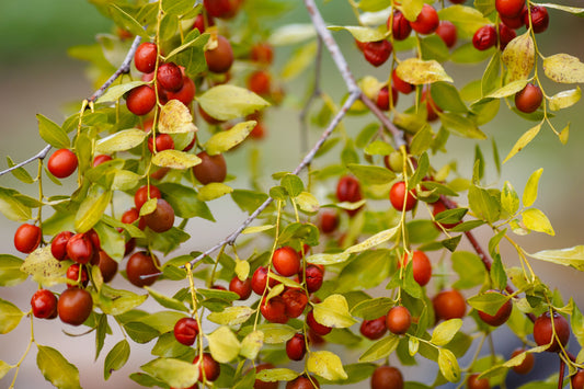 20 RED Chinese DATE TREE Edible Fruit Jujube Ziziphus Jujuba Yellow Flower Seeds