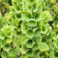 150 BELLS OF IRELAND ( Lady In The Bathtub / Shell Flower ) Moluccella Laevis Green Flower Seeds