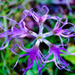 1000 FRINGED PINKS DIANTHUS Superbus White Pink Purple Flower Seeds