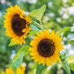 25 EBONY & GOLD SUNFLOWER Helianthus Annuus Flower Seeds