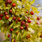 20 RED Chinese DATE TREE Edible Fruit Jujube Ziziphus Jujuba Yellow Flower Seeds