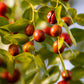 20 RED Chinese DATE TREE Edible Fruit Jujube Ziziphus Jujuba Yellow Flower Seeds