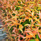 15 DWARF SACRED BAMBOO Heavenly Nandina Domestica Nana Pink Red Sun Shade Shrub Seeds