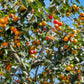 5 JAPANESE PERSIMMON Tree Asian Diospyros Kaki Orange Red Fruit Flower Seeds
