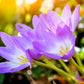 10 AUTUMN CROCUS Colchicum Autumnale Meadow Saffron Flower Seeds
