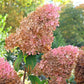 50 semillas de hortensia PEE GEE Paniculata Peegee, arbusto de flores blancas y rosadas en panícula